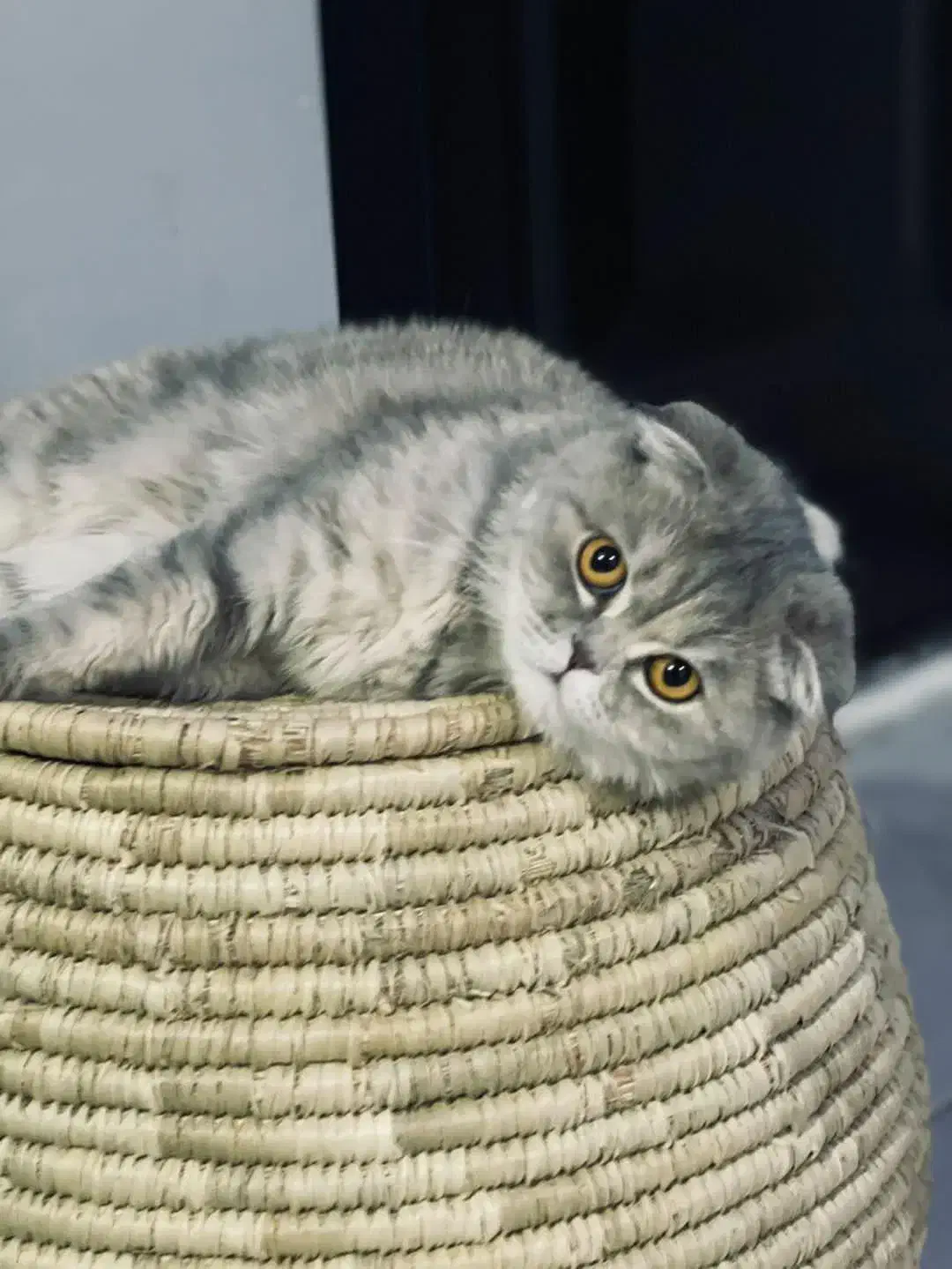 فروش گربه ماده عقیم نشده|گربه|پردیس, فاز ۱۱|دیوار