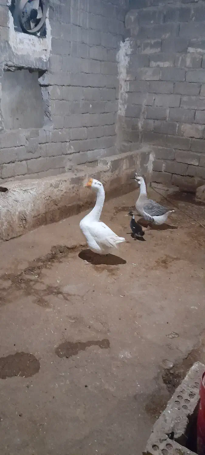 غوغاز در حمیدیه|حیوانات مزرعه|حمیدیه, |دیوار