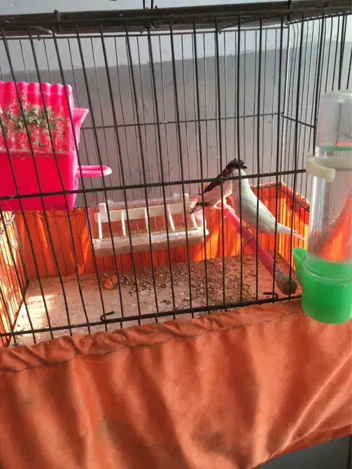 فنج|پرنده|شهریار, شهرک بهاران (ویره)|دیوار