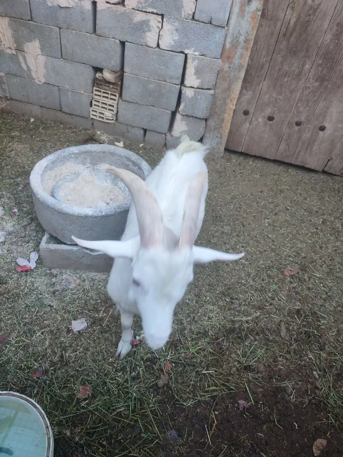 فروش چند راس گوسفند|حیوانات مزرعه|مهریز, |دیوار