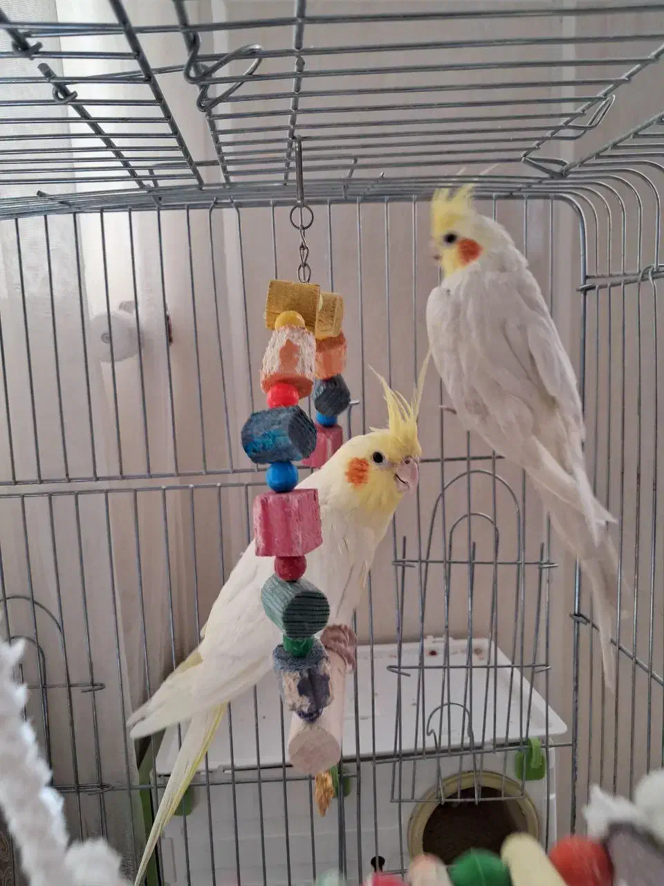 یک جفت عروس هلندی بالغ|پرنده|شهر بابک, |دیوار