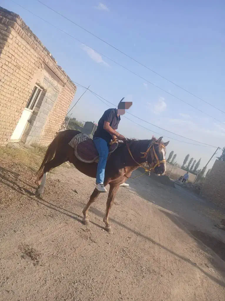 اسب نریان|اسب و تجهیزات اسبسواری|ارومیه, |دیوار