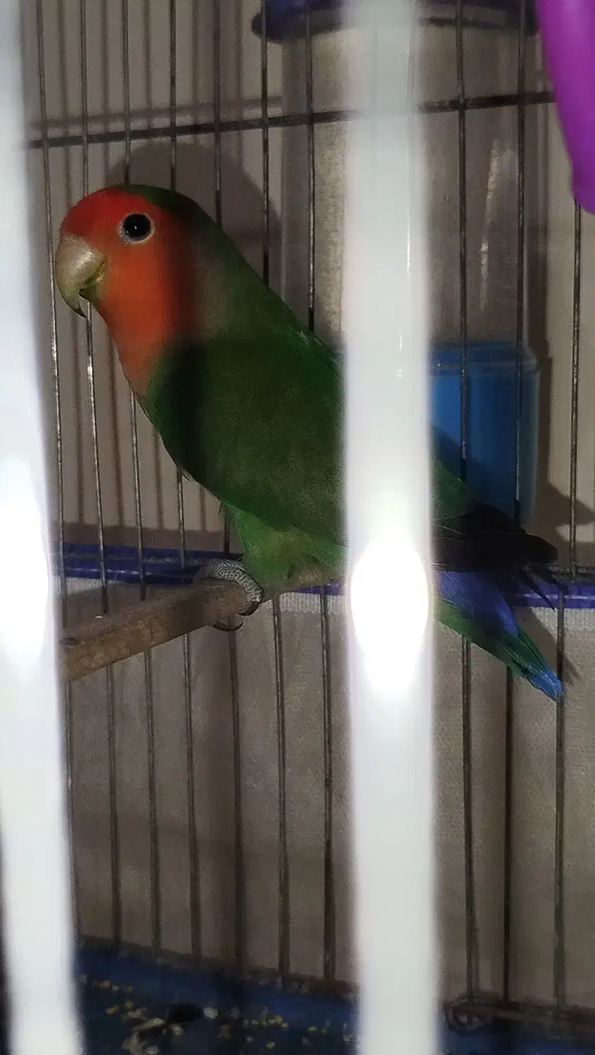 کوتوله برزیلی|پرنده|تهران, دبستان|دیوار