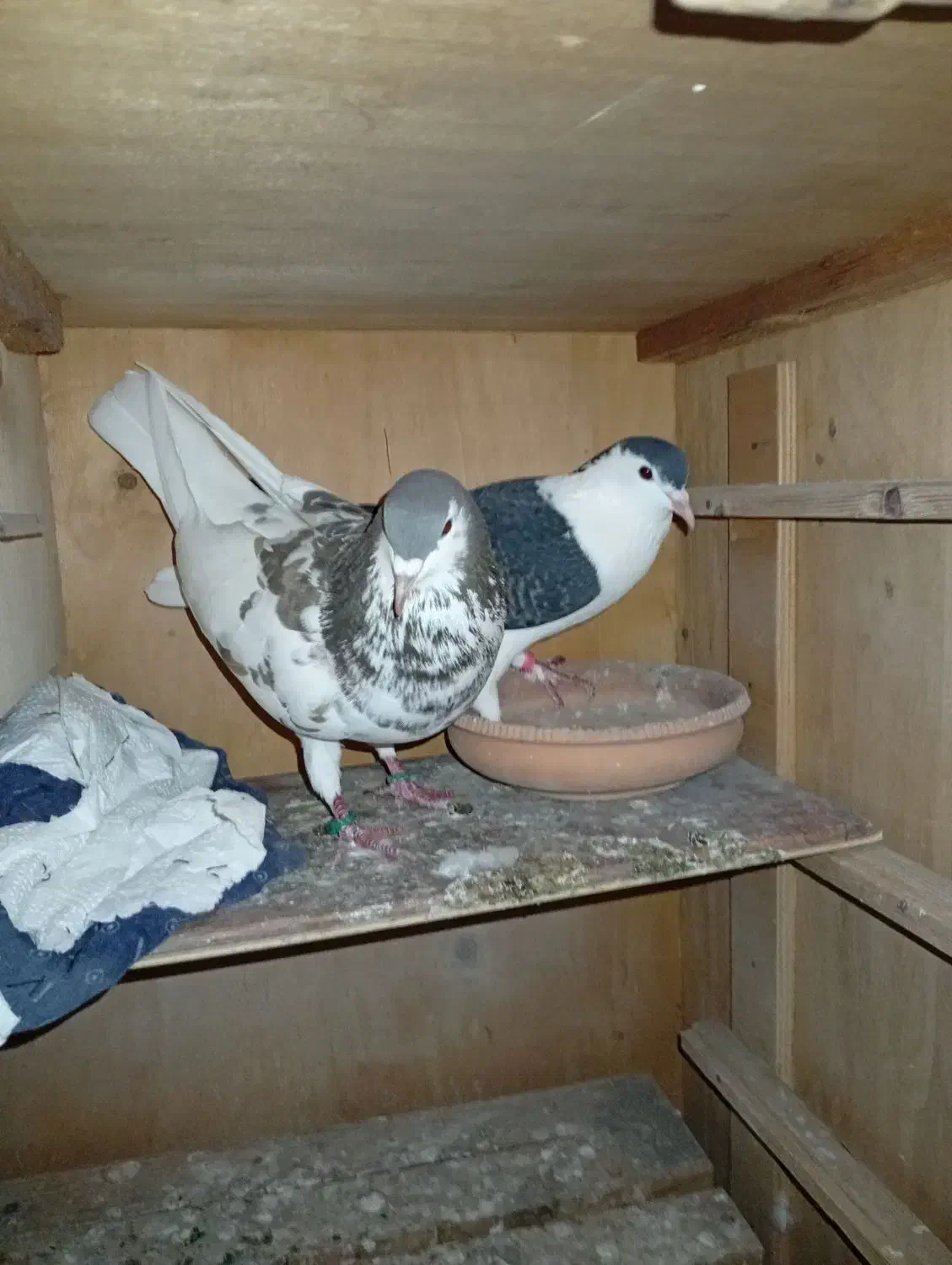 یک جفت کبوتر چادری|پرنده|بندر انزلی, باغ زمانی|دیوار