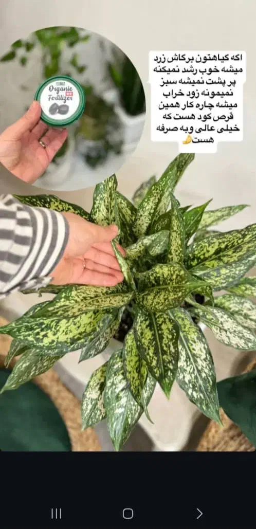 قرص کود ارگانیک ۲۵۰|گل و گیاه طبیعی|امیدیه, |دیوار