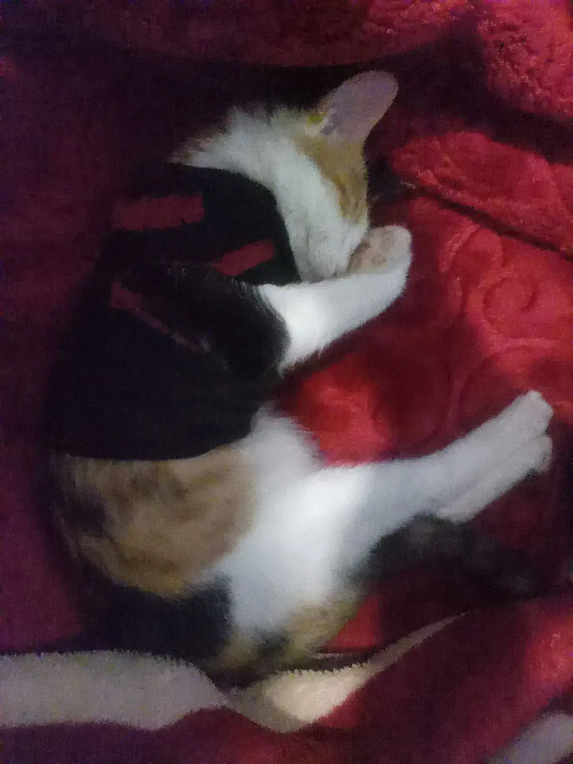 گربه میکس بریتیش با دی اس اچ|گربه|چالوس, |دیوار