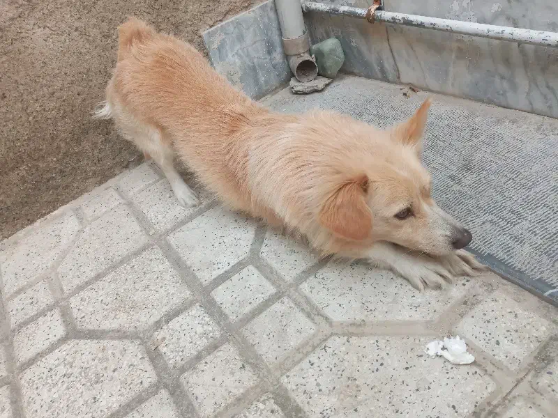 سگ پامر روباهی ۱ ساله|سگ|پاکدشت, پاکدشت (مامازند)|دیوار