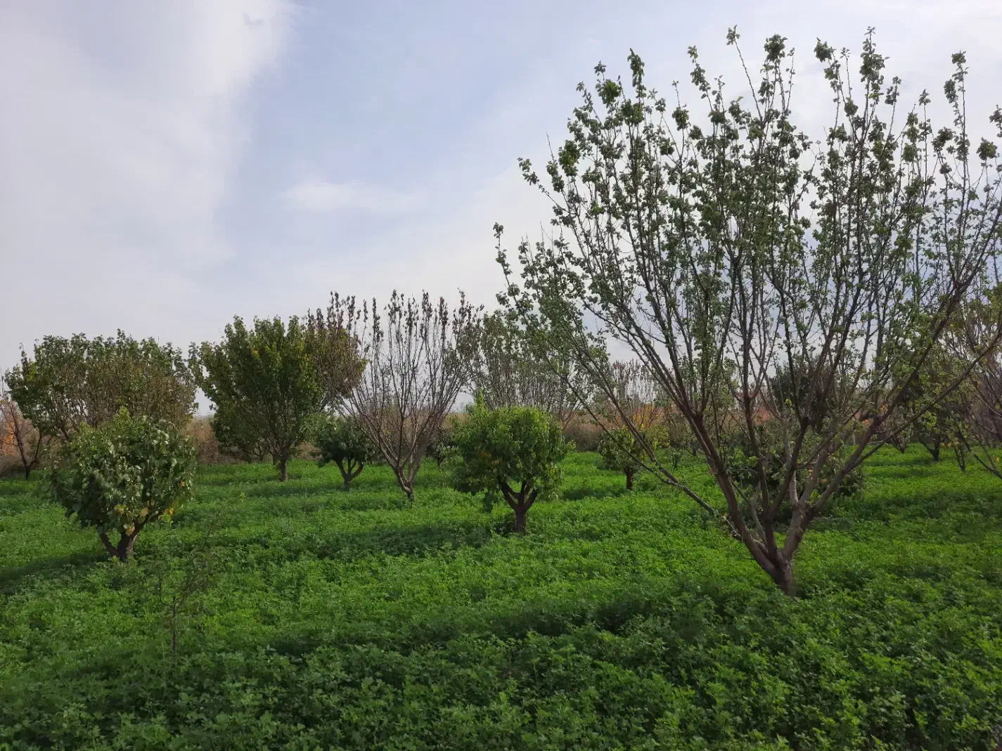 باغ به متراز ۵ هزار مترمربع دارای کانکس بر جاده|فروش زمین و ملک کلنگی|شوط, |دیوار