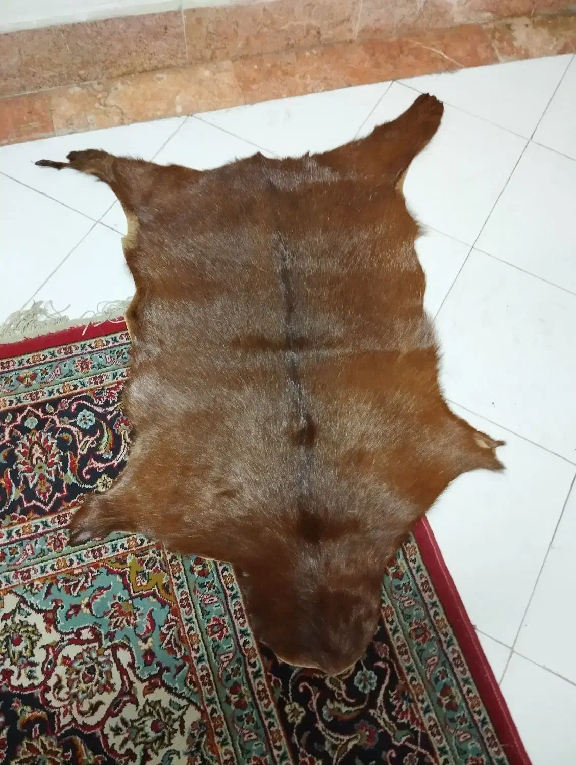 پوست بز|صنایع دستی و سایر لوازم تزئینی|رشت, دیلمان|دیوار