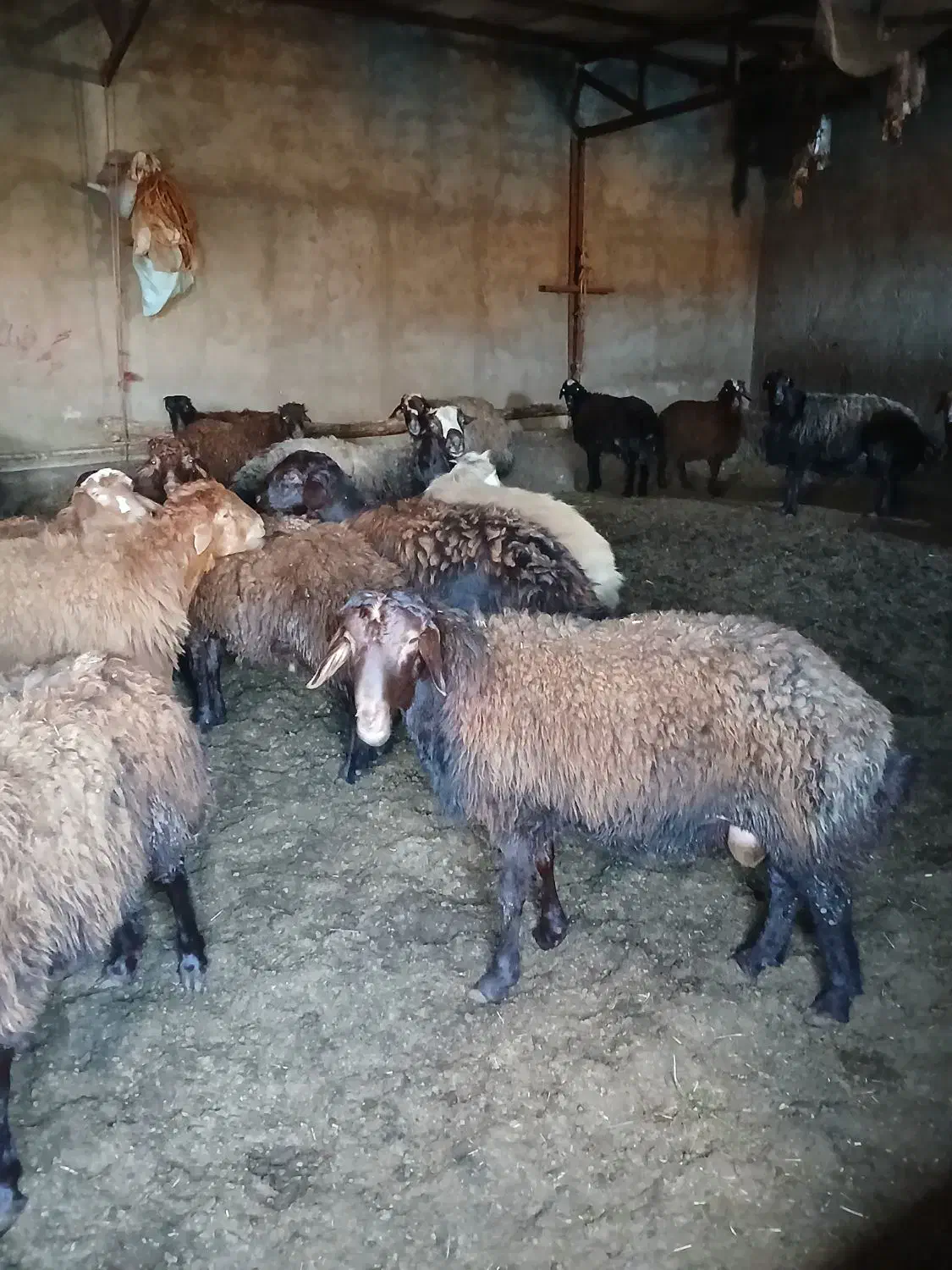 گوسفند کشتاری|حیوانات مزرعه|هریس, |دیوار