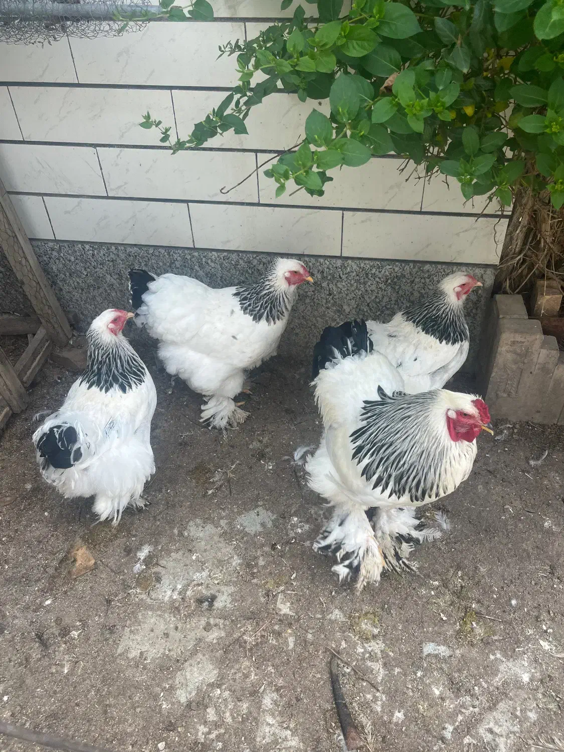 تخم مرغ برهما|حیوانات مزرعه|مرند, |دیوار