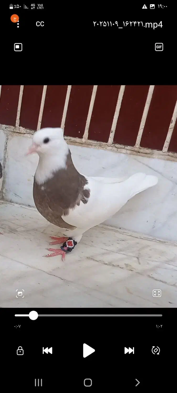 طوقی قهوای بشرط|پرنده|لنجان, |دیوار