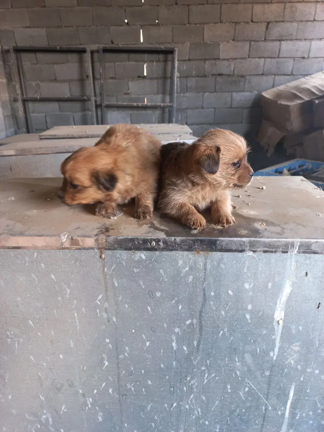 سگ شیتزو وشیواوا|سگ|کرمانشاه, |دیوار