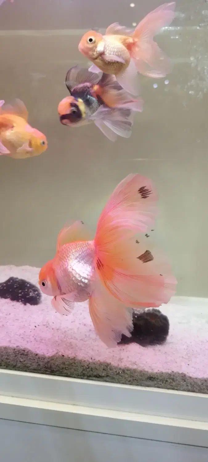 ماهی گلدفیش|ماهی|شیراز, فرهنگیان|دیوار