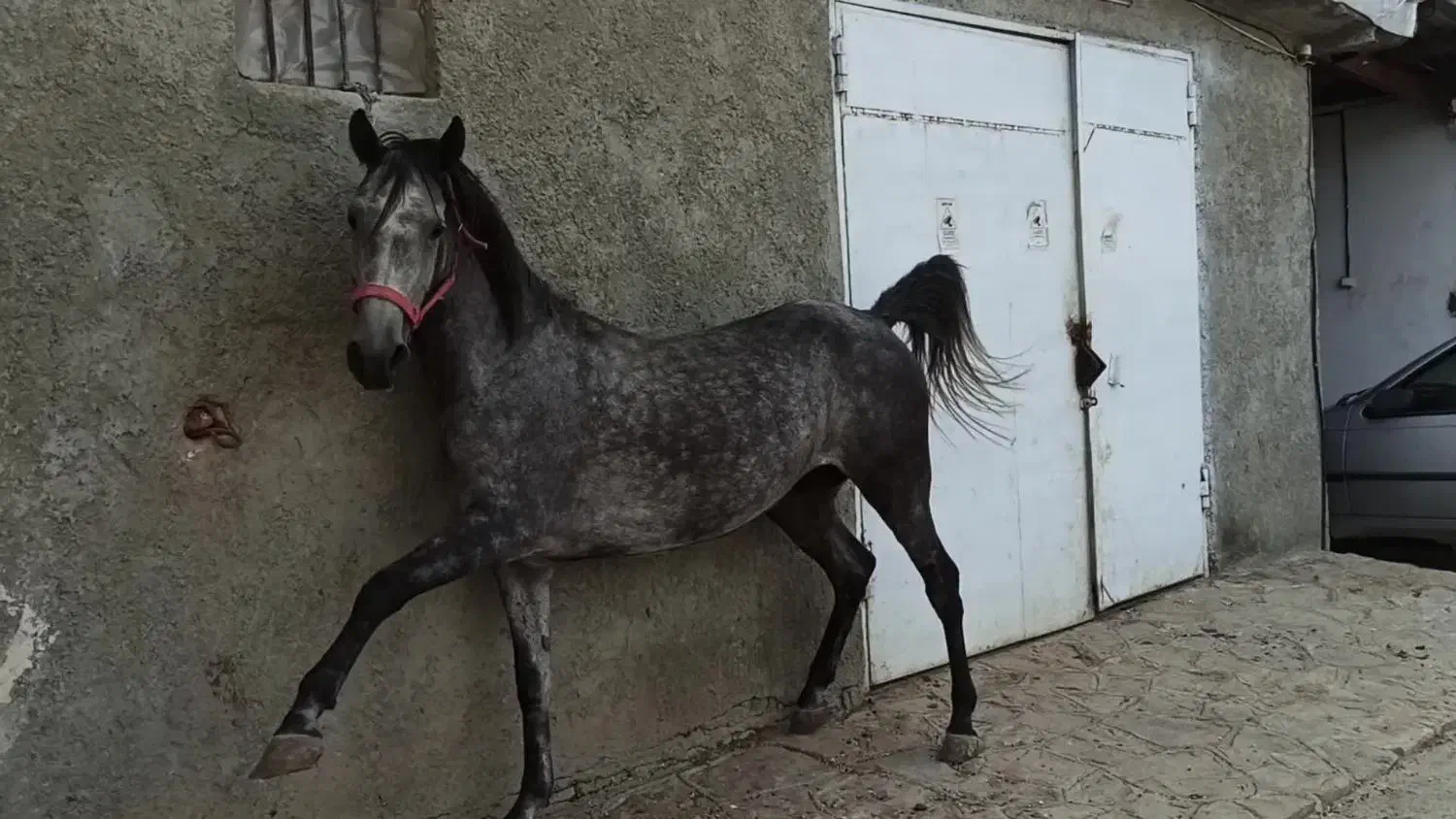 مادیان وکره کرد مدارک دار آبستن|اسب و تجهیزات اسبسواری|تهران, خرمشهر|دیوار