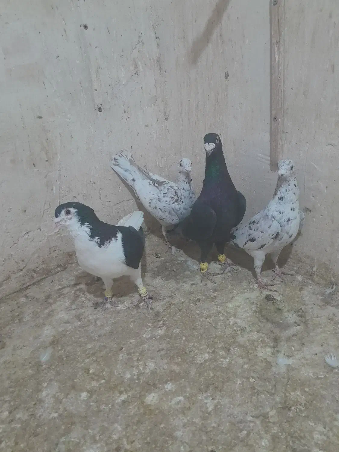 کبوتر|پرنده|قزوین, |دیوار