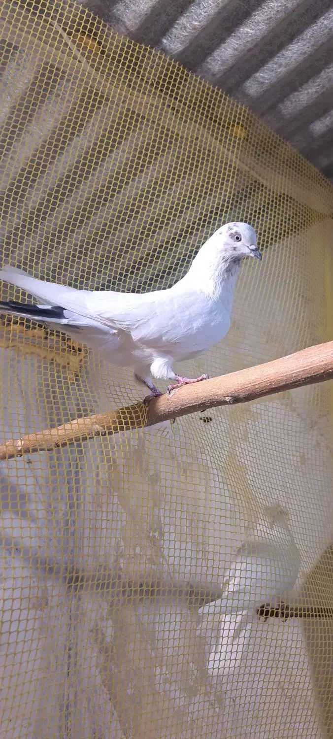 کبوتر|پرنده|گرگان, |دیوار