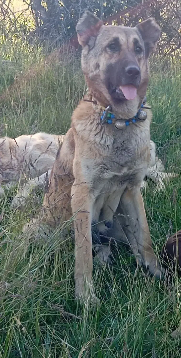 سگ ماده سرابی|سگ|علی‌آباد کتول, |دیوار