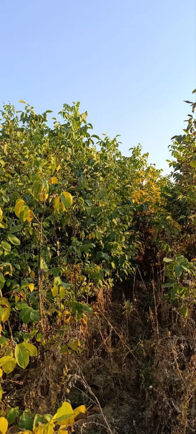 نهال پر کیفیت اصلاح شده|خدمات باغبانی و درختکاری|دره شهر, |دیوار