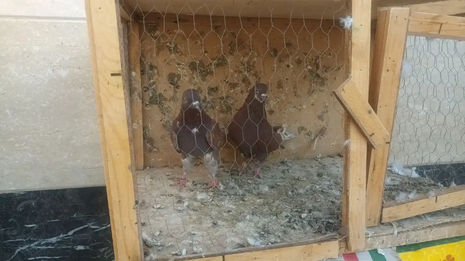 تعدای کفتر پرشی|پرنده|شریفآباد, |دیوار