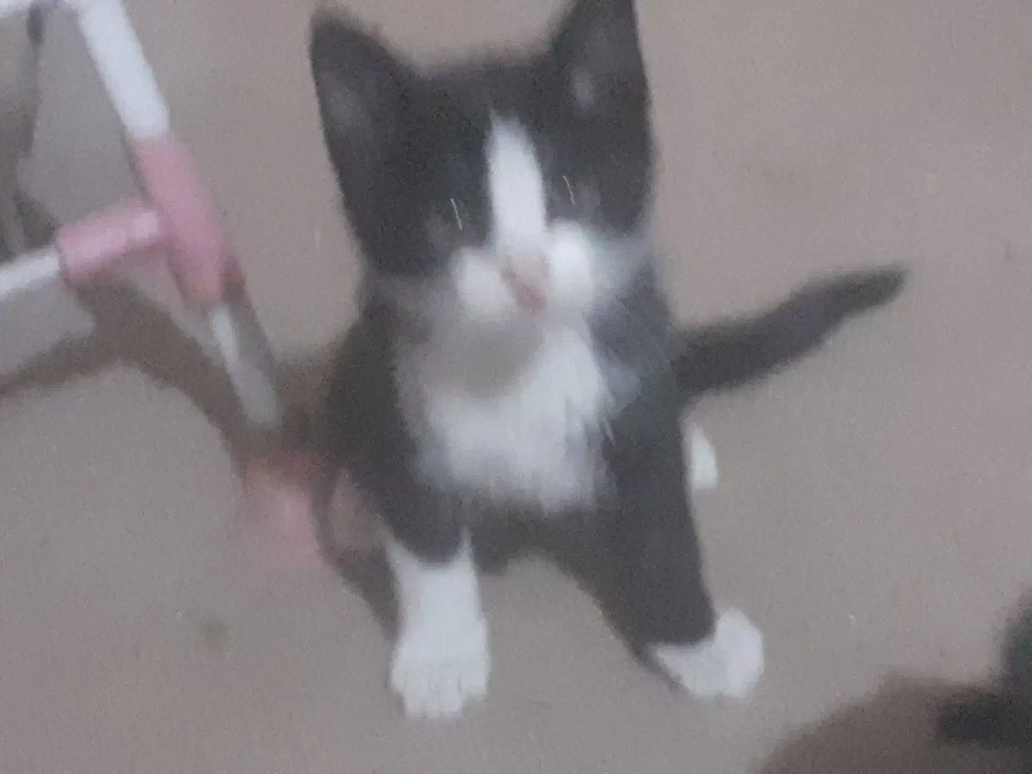 حمایت از بچه گربهای دوماهه به صورت رایگان|گربه|شهریار, شهریار|دیوار