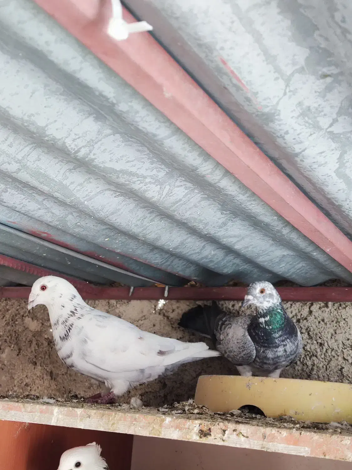 جفت سرور|پرنده|یاسوج, |دیوار