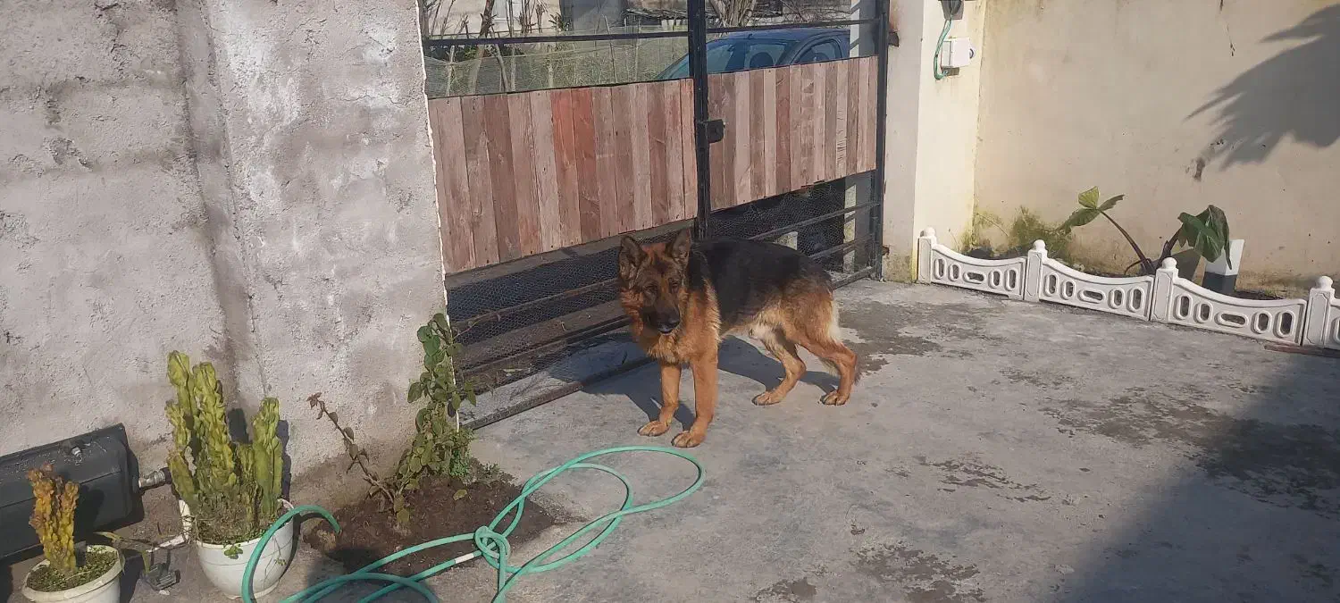 سگ ژرمن اصل|سگ|آستانه اشرفیه, |دیوار