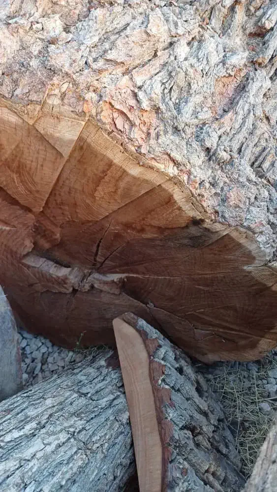 چوب شاتوت|عمدهفروشی|بجنورد, |دیوار