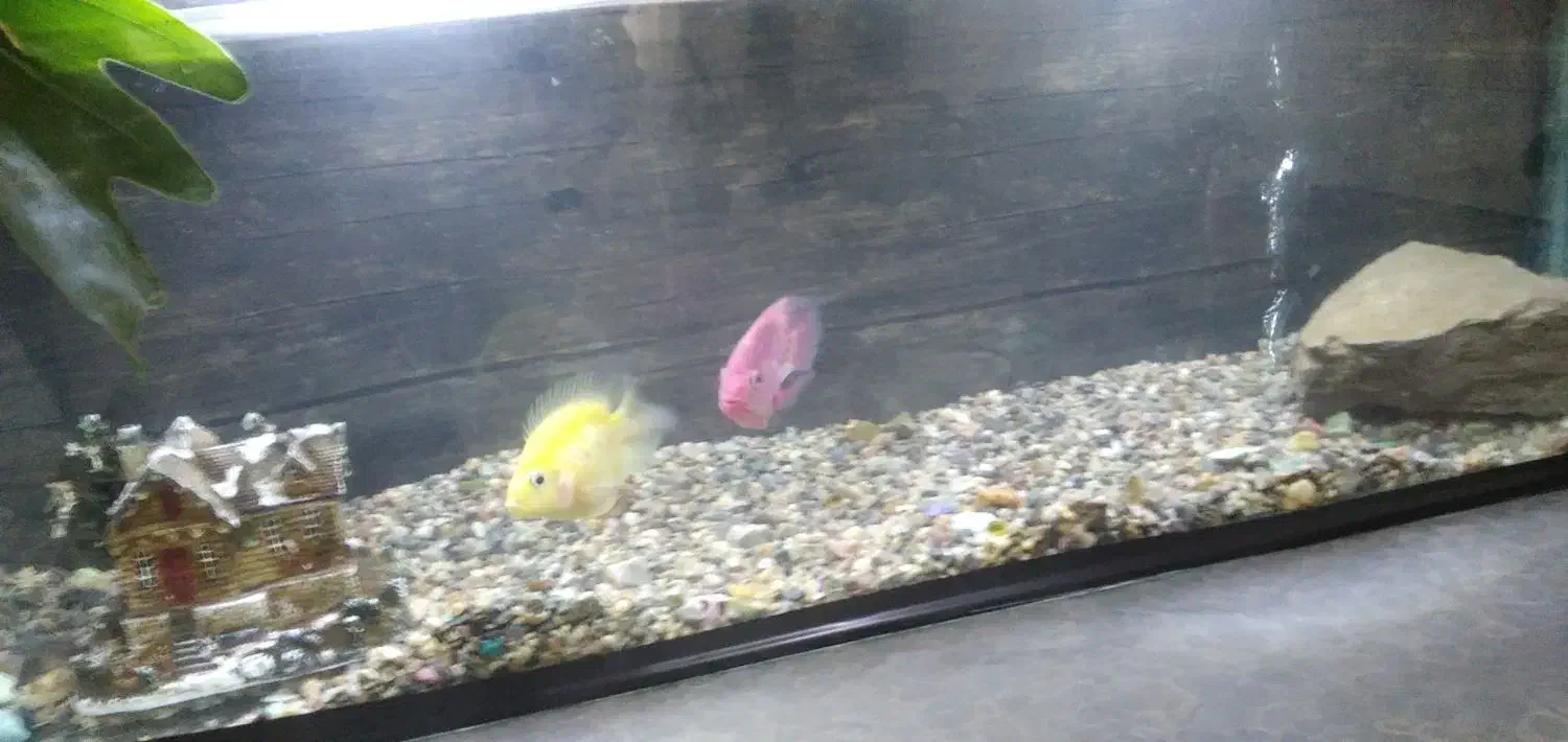 ماهی اکواریوم|ماهی|شاهین دژ, |دیوار