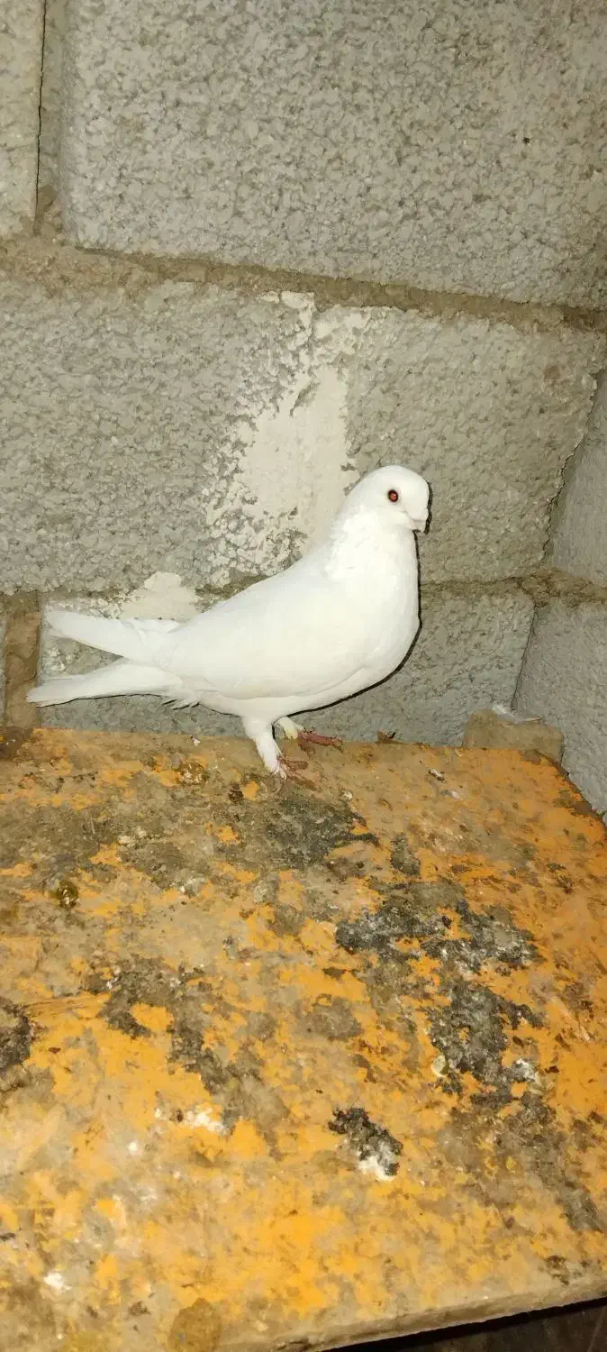 کبوتر‌‌دولاخ|پرنده|تبریز, |دیوار