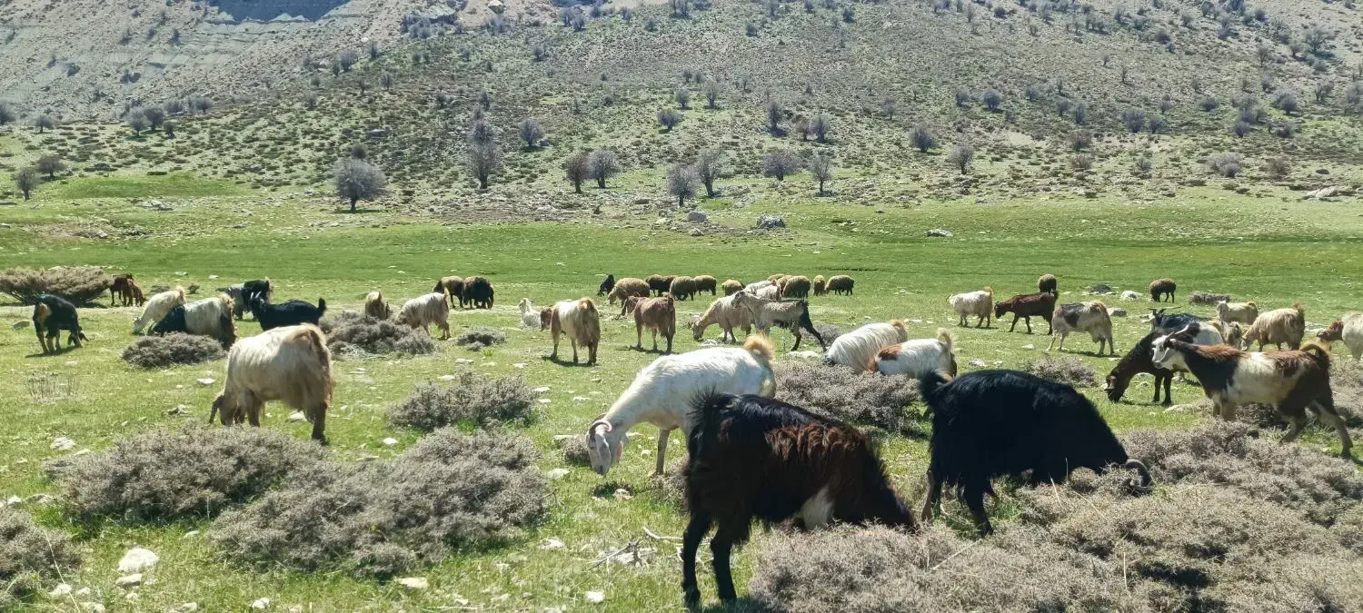 تعداد ۲۷ بز خوب به فروش میرسد|حیوانات مزرعه|یاسوج, |دیوار