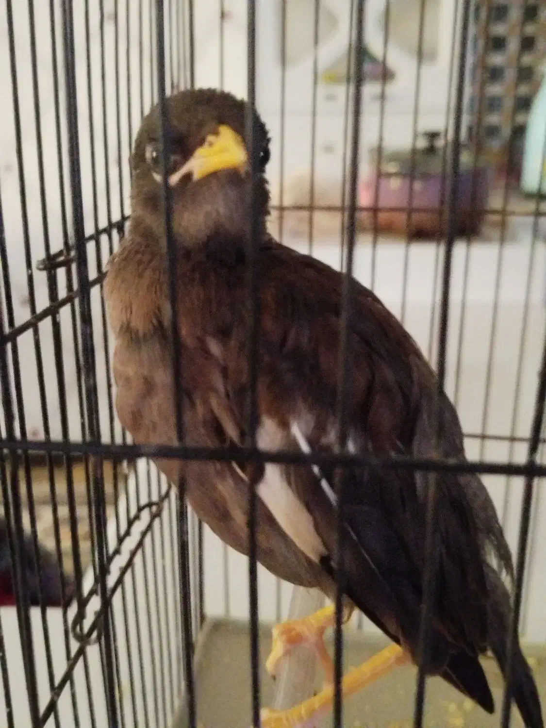 مرغ مینا گمشده|حیوانات|شوشتر, |دیوار