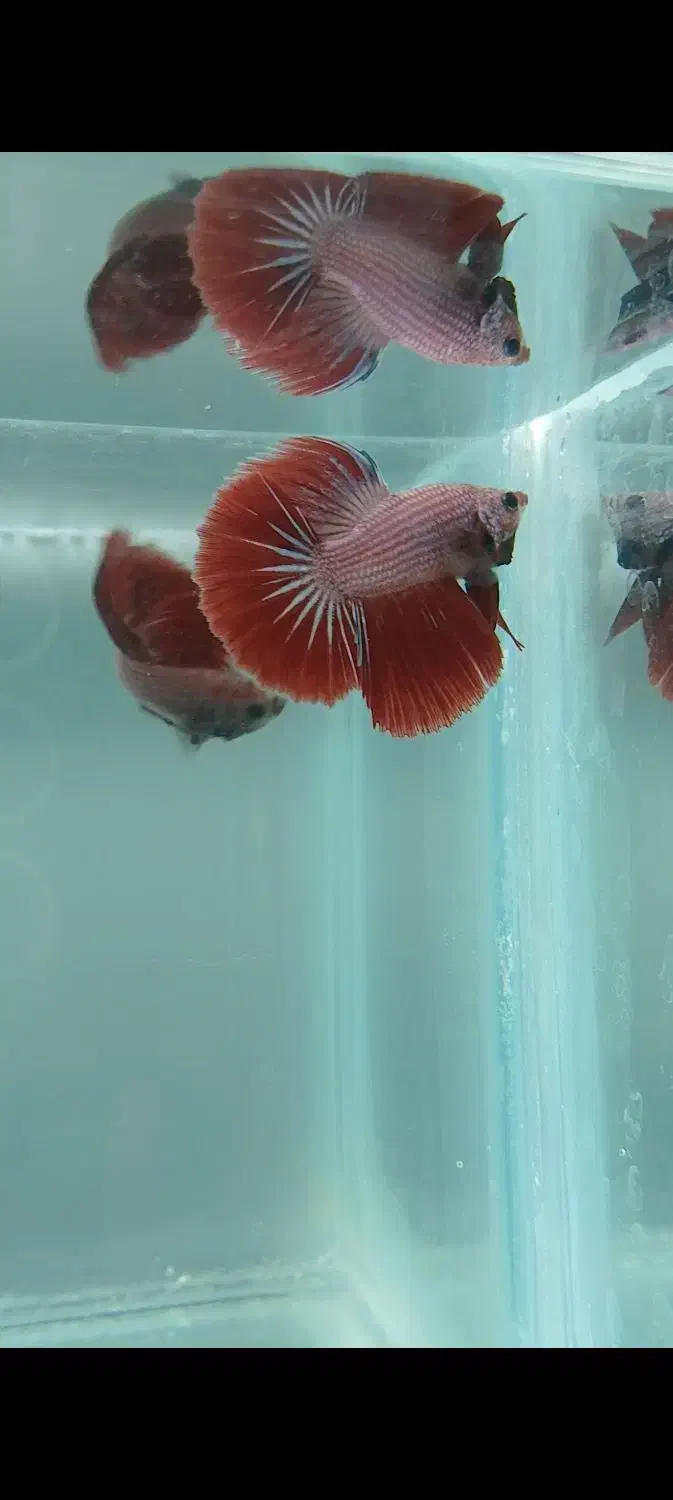 ماهی فایتر|ماهی|تهران, اسکندری|دیوار