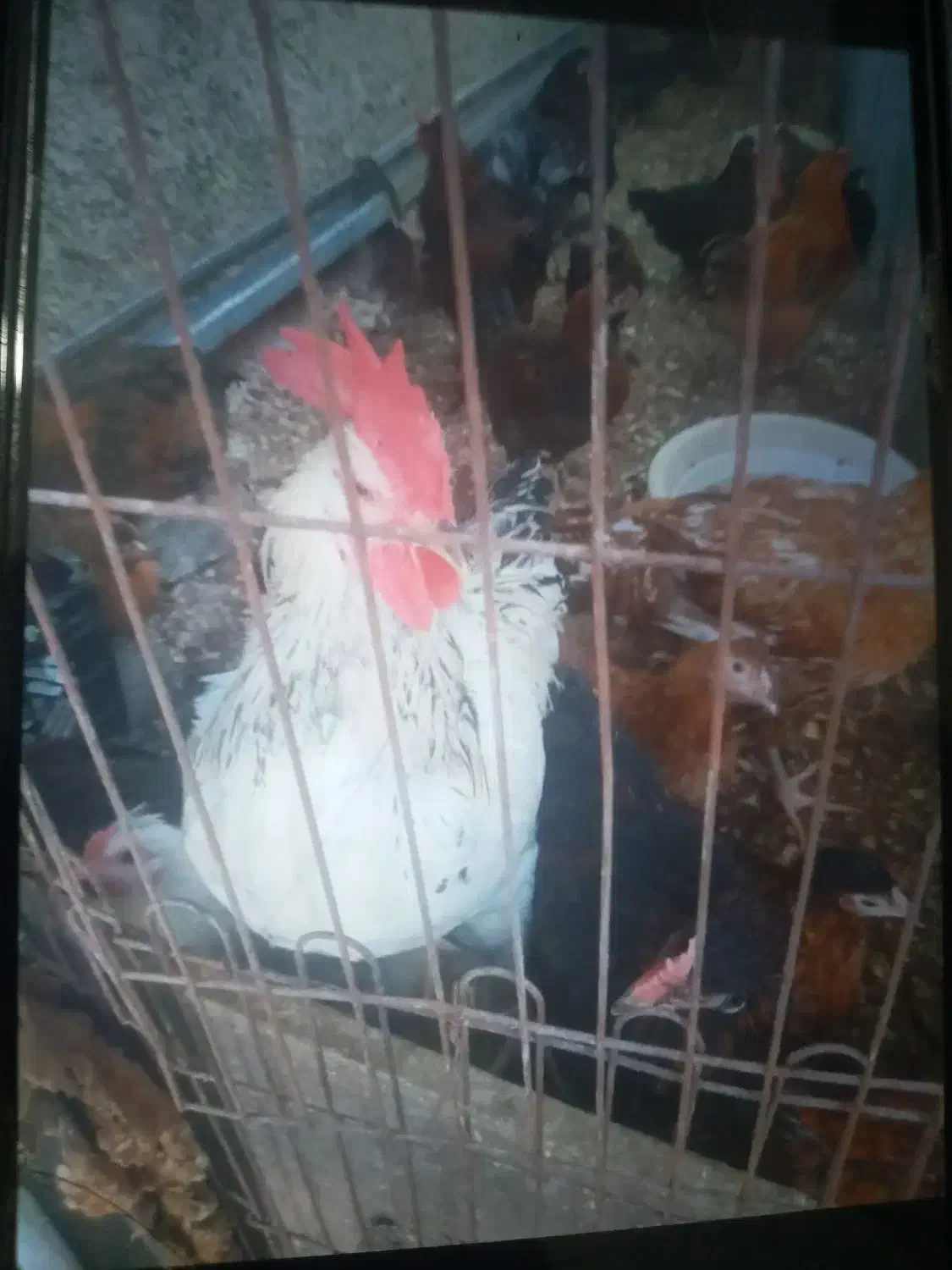 خروس محلی|حیوانات مزرعه|کلارآباد, |دیوار