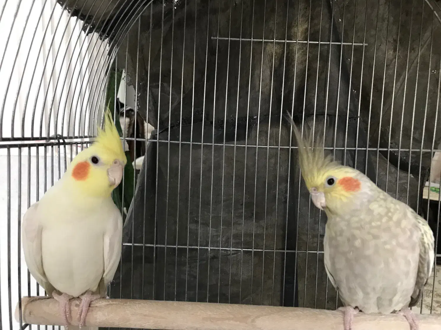 جفت عروس هلندی|پرنده|اصفهان, ارغوانیه|دیوار