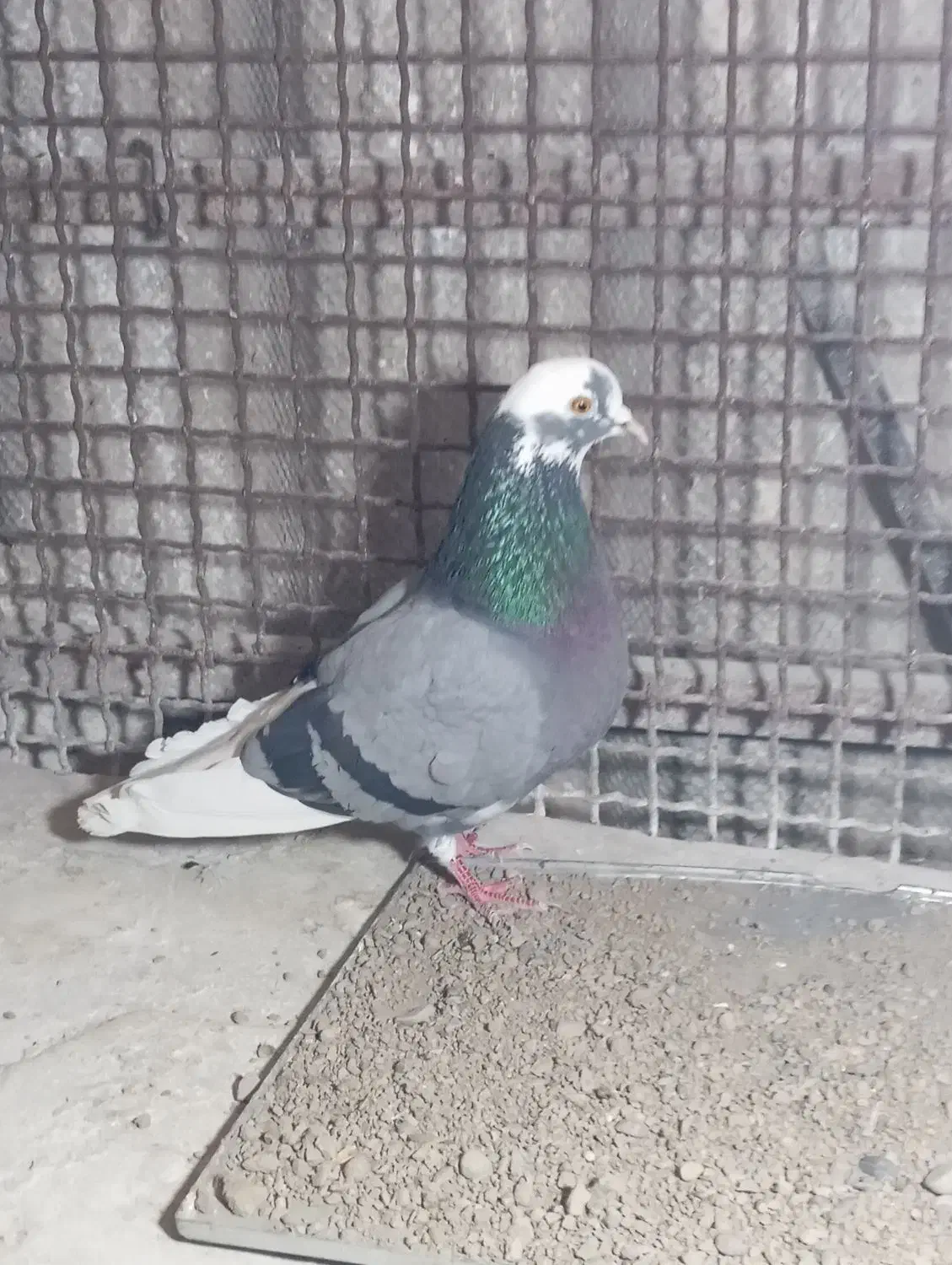 فروش کبوتر های تک پر|پرنده|بندر ترکمن, |دیوار