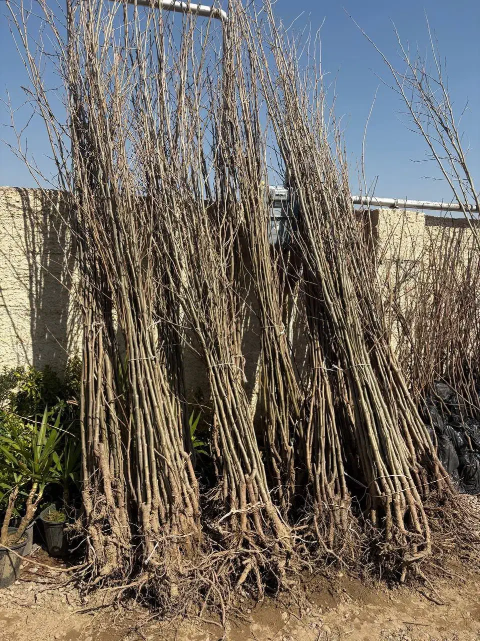 نهال صنوبر نیگرا رشد سریع شهر میاندوآب|خدمات باغبانی و درختکاری|رشت, سلیمانداراب|دیوار