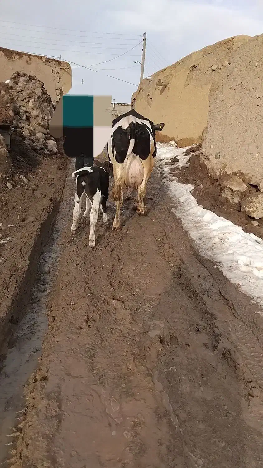 گاو هلیشتاین شیری|حیوانات مزرعه|هشترود, |دیوار