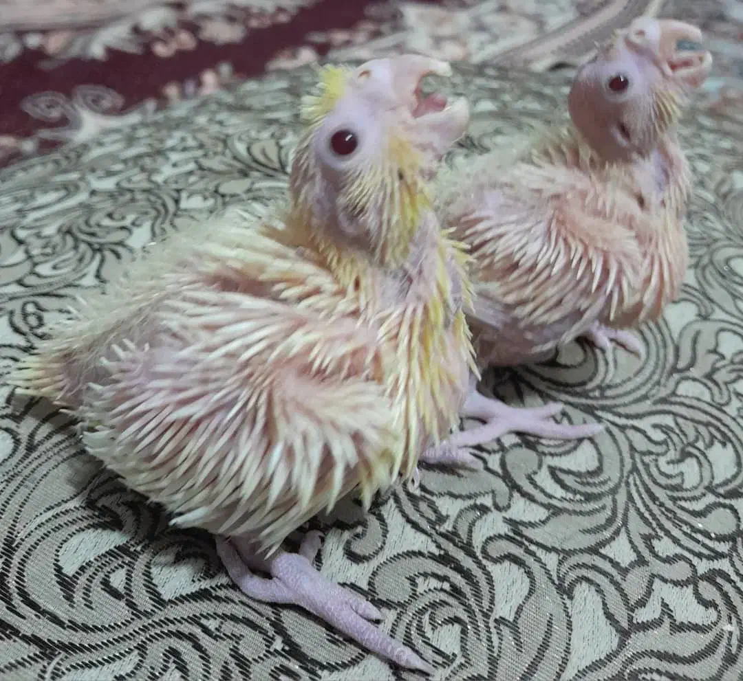 جوجه عروس|پرنده|ایرانشهر, |دیوار