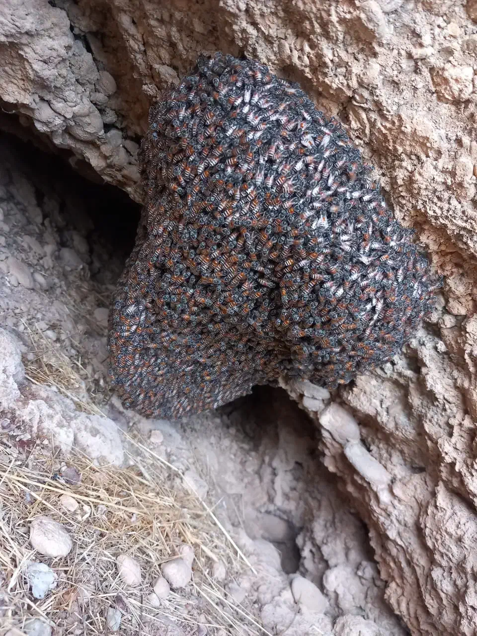 عسل طبیعی|خوردنی و آشامیدنی|زرین آباد, |دیوار