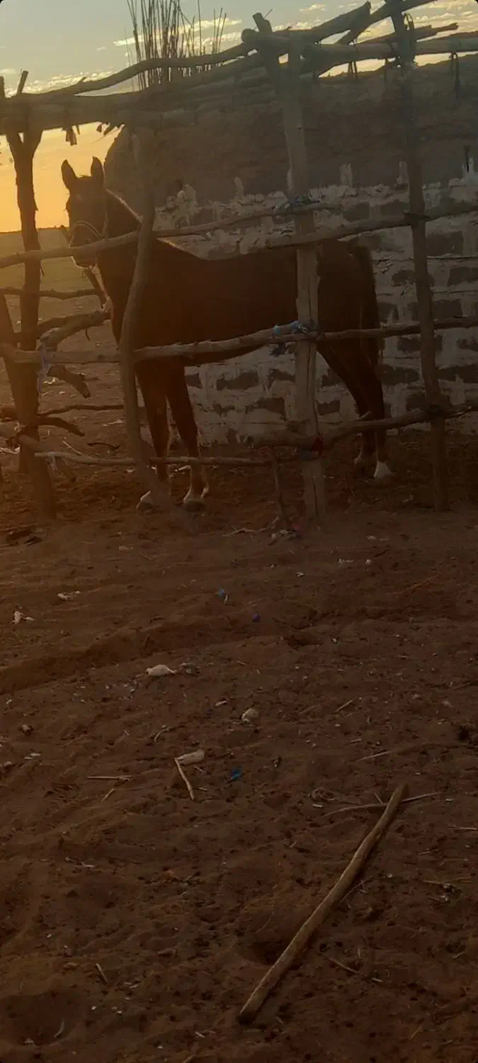 شوش|اسب و تجهیزات اسب‌سواری|شوش, |دیوار