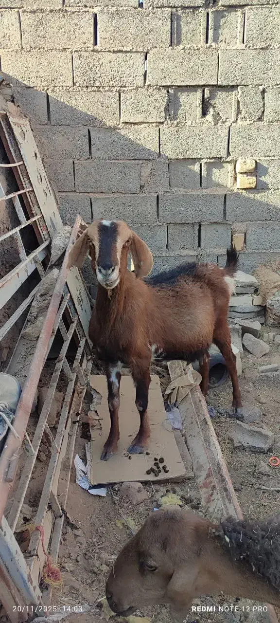 بز آبست|حیوانات مزرعه|خواف, |دیوار