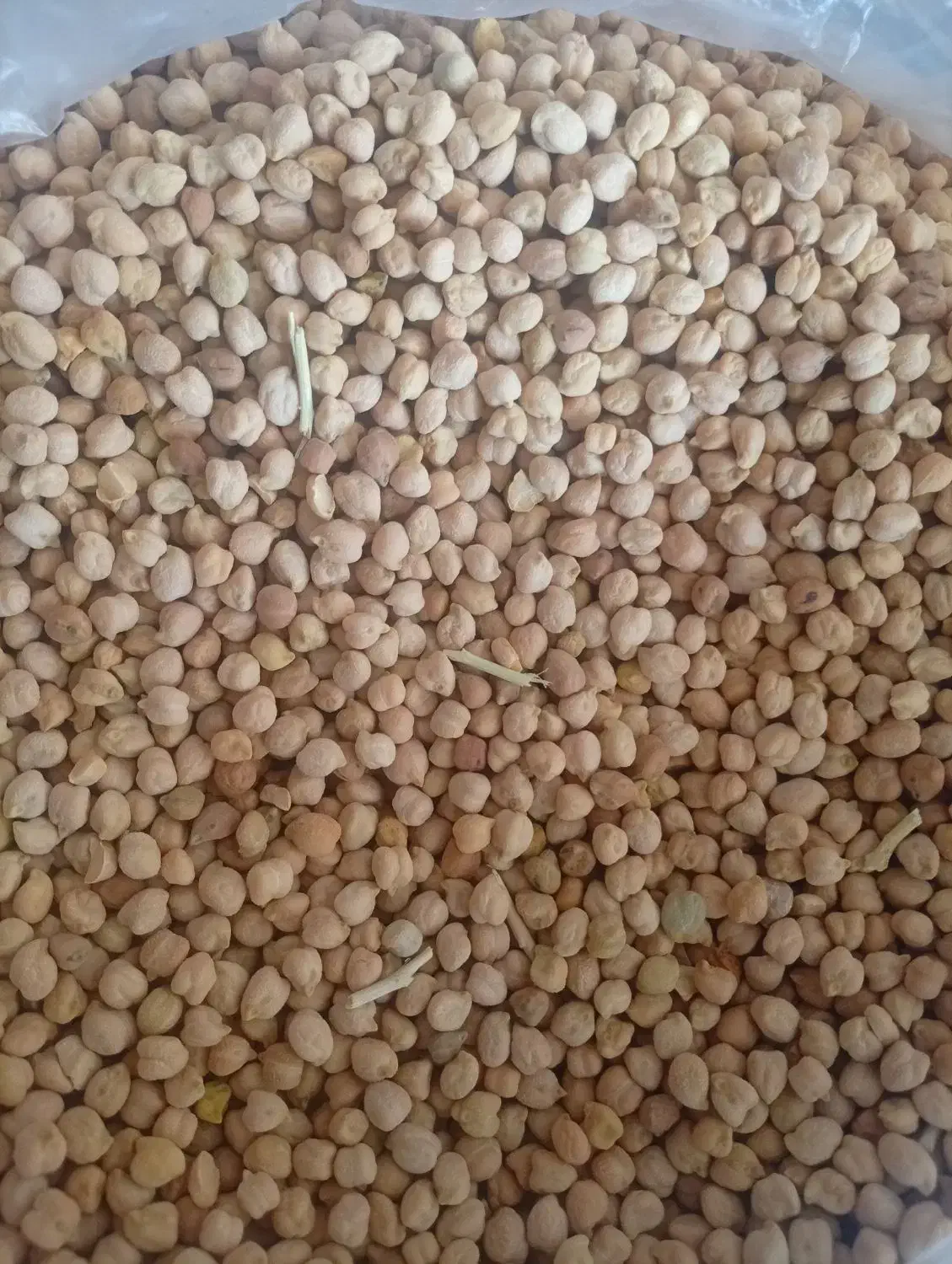 فروش نخود|خوردنی و آشامیدنی|چگنی, |دیوار