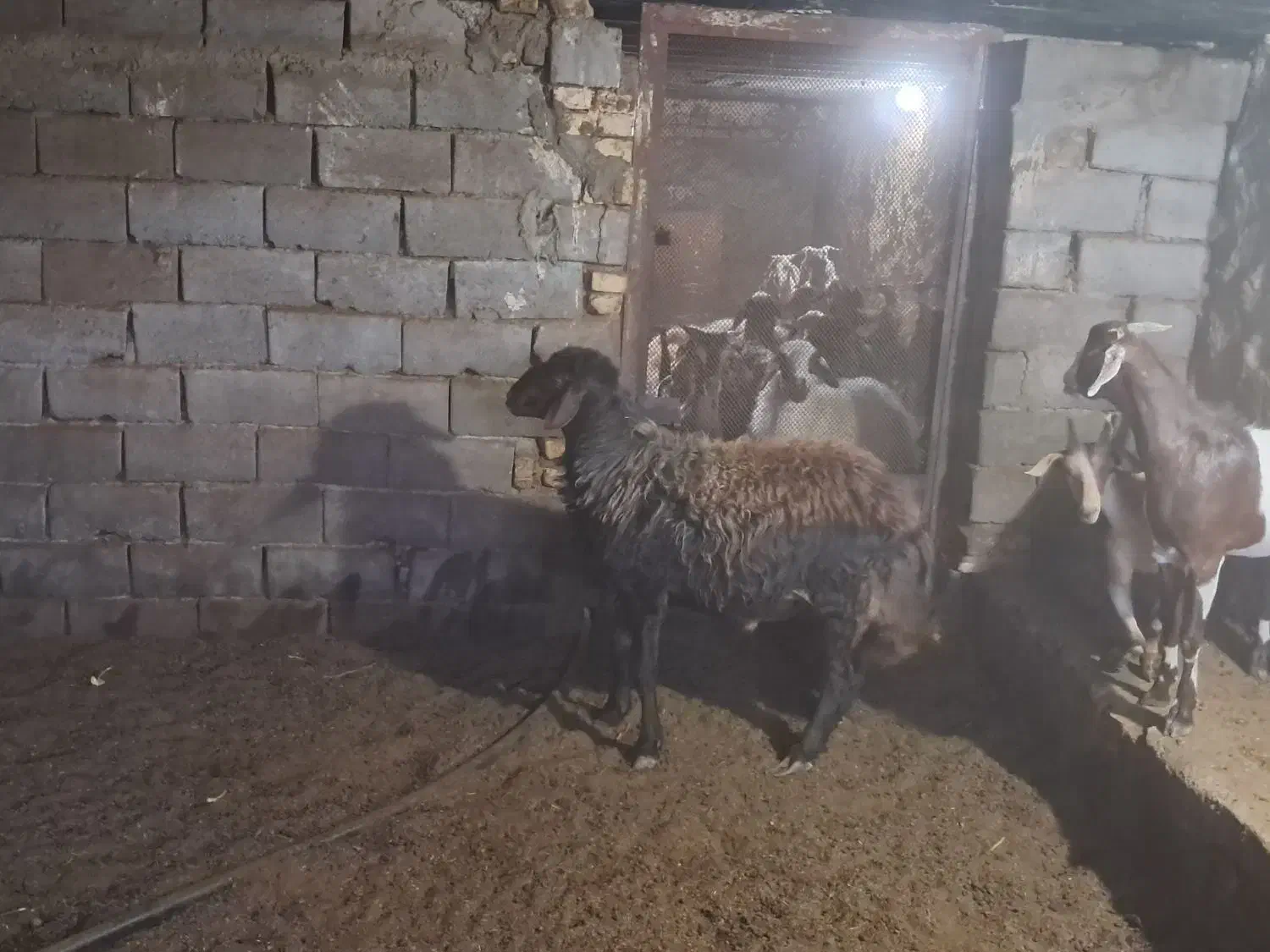 میش افشار|حیوانات مزرعه|تفت, |دیوار