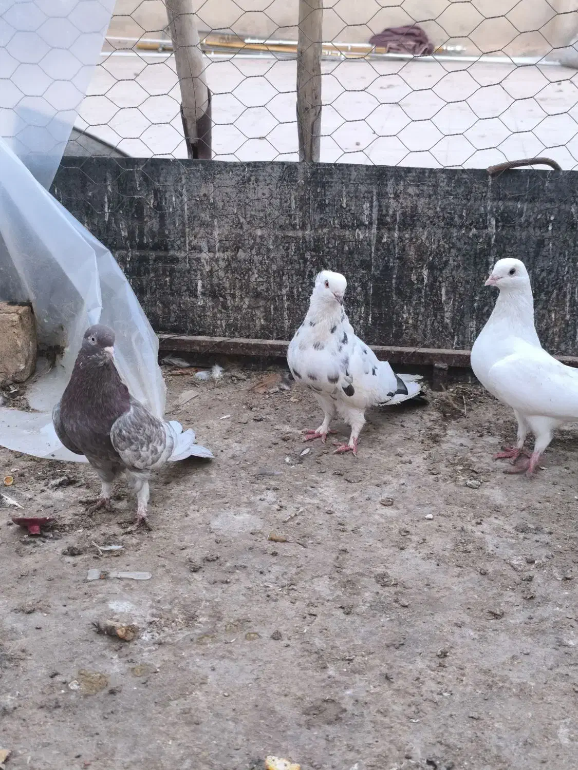 کبوتر|پرنده|اردکان, |دیوار