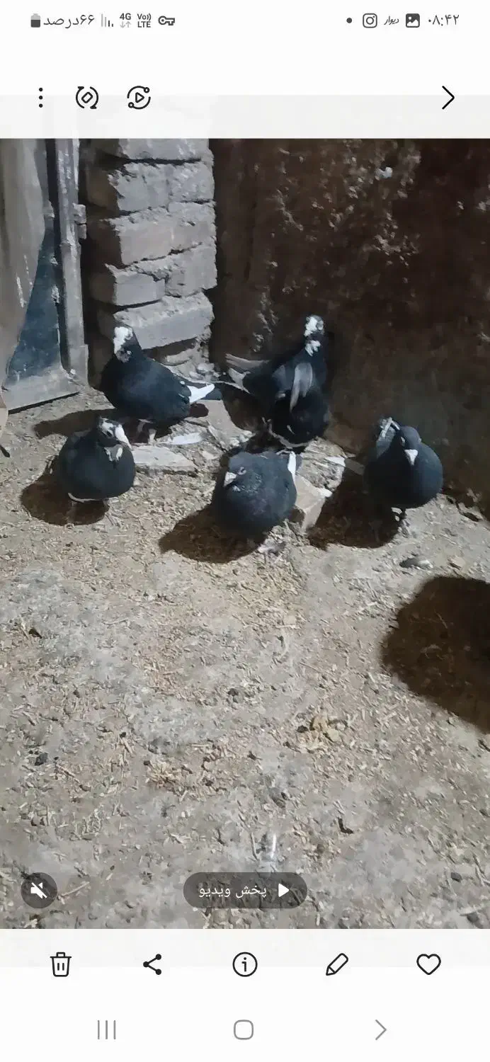 سه جفت پلنگ|پرنده|رفسنجان, |دیوار