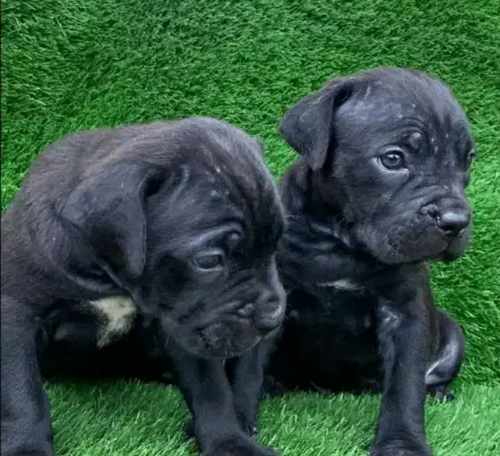 ماستیف ایتالیایی کنکورسو|سگ|اندیشه, اندیشه فاز ۳|دیوار