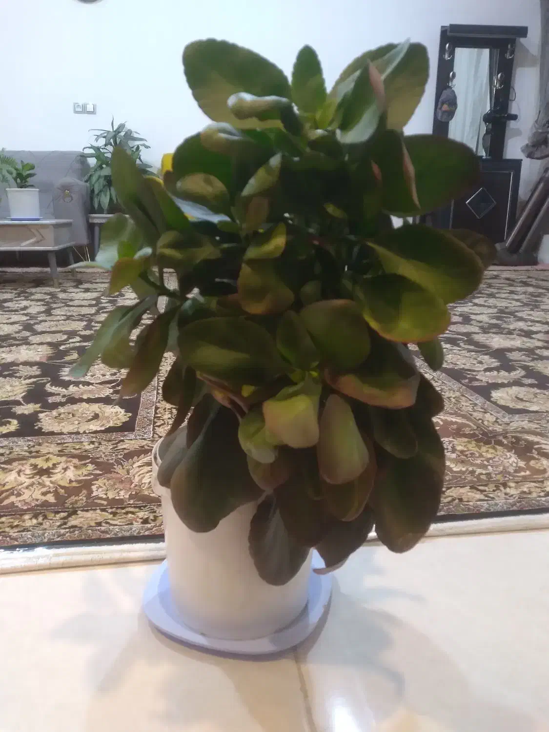 گل و گلدان|گل و گیاه طبیعی|ایلام, |دیوار