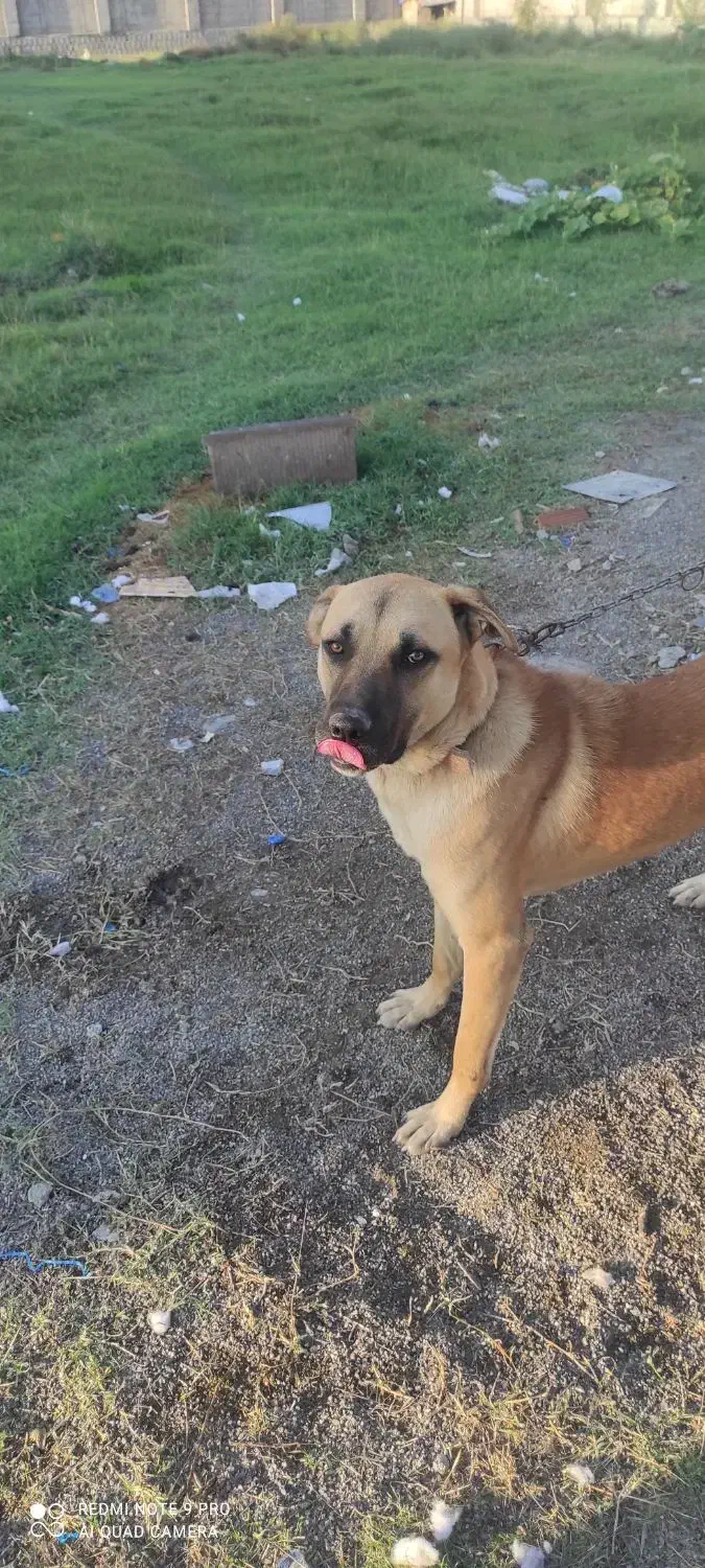 واگذاری سگ|سگ|کردکوی, |دیوار