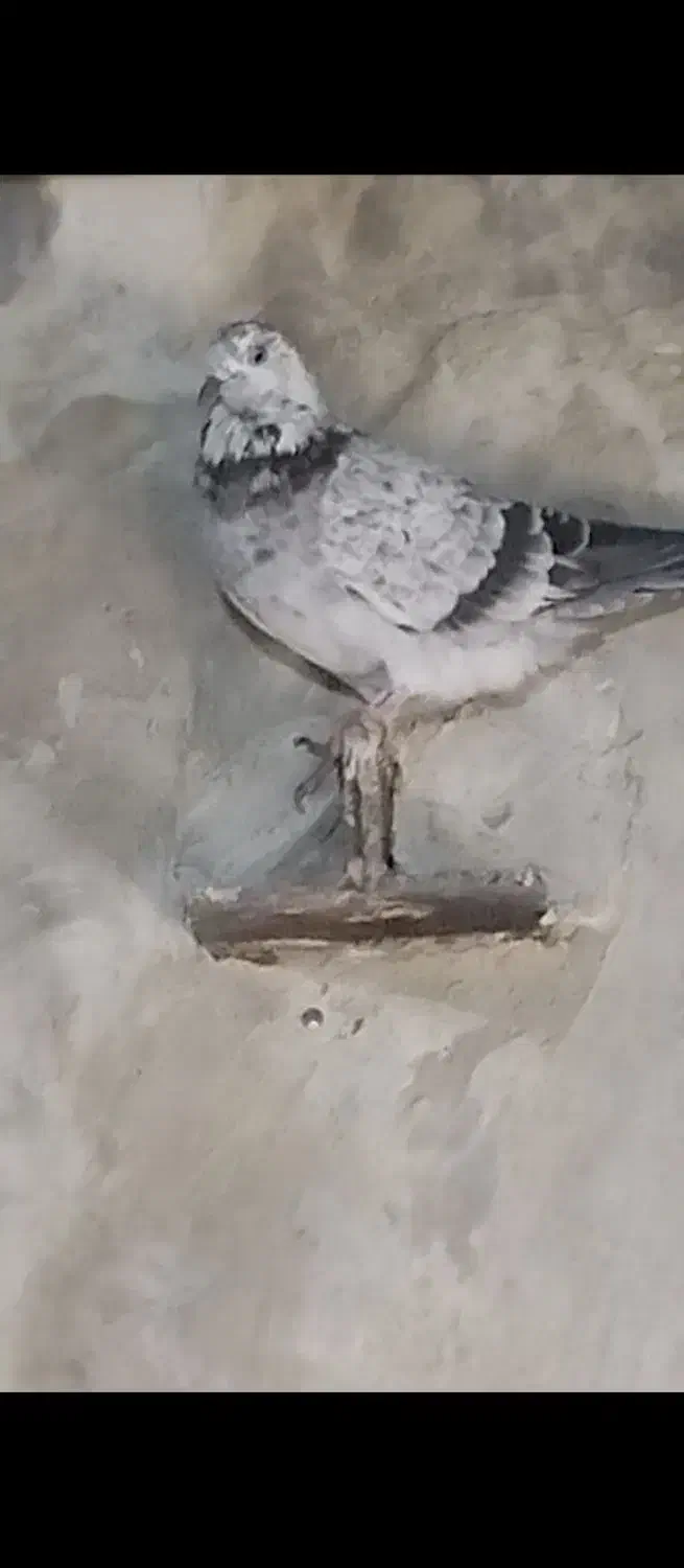 کبوتر خارجی|پرنده|نقده, |دیوار